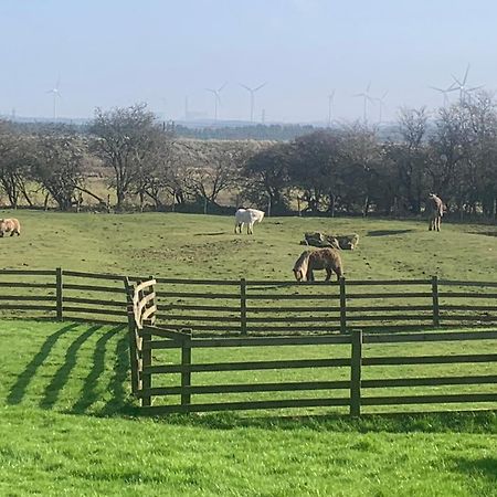 Stunning Barn Conversion Next To Horse Field Sleeps 10 Villa Morpeth Exterior foto