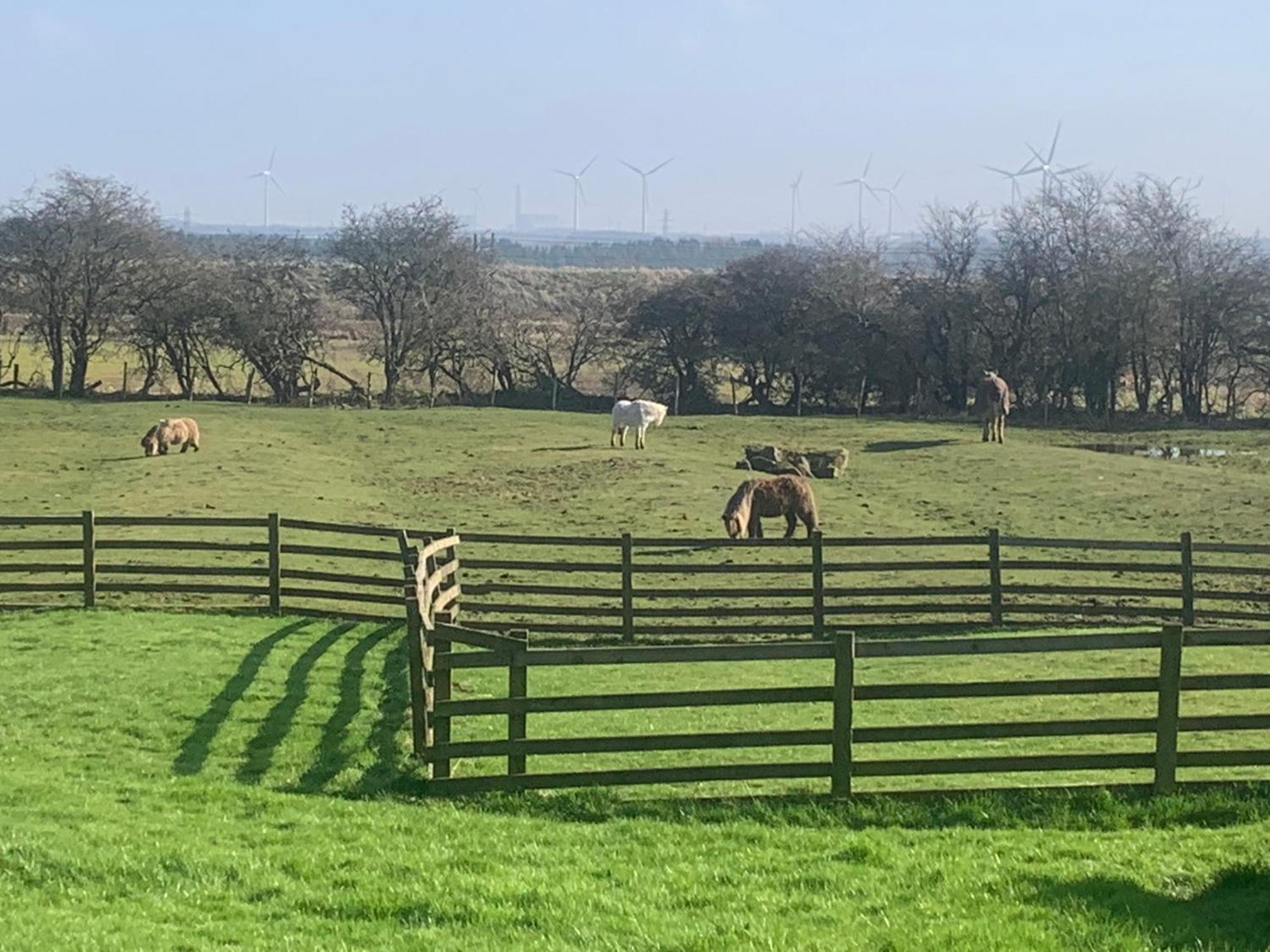 Stunning Barn Conversion Next To Horse Field Sleeps 10 Villa Morpeth Exterior foto